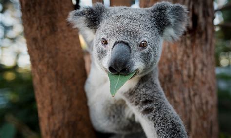 A team of Australian scientists have discovered how to save Koalas