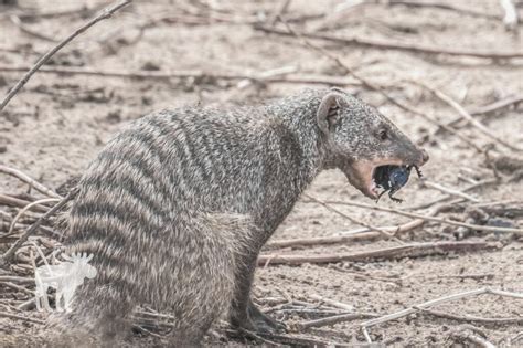 What Does A Mongoose Eat? — Forest Wildlife