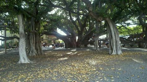 Lahaina Banyan Court Park | Places to see, Lahaina, Park