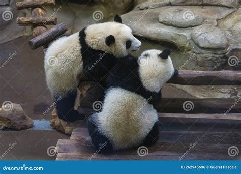 Giant Pandas, Babies Playing Stock Photo - Image of animal, funny ...