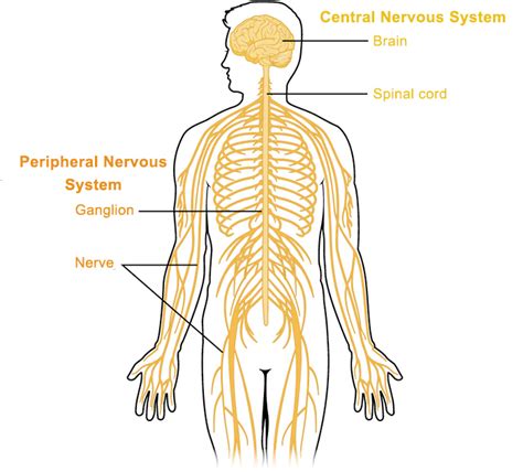 Peripheral nervous system - Queensland Brain Institute - University of ...