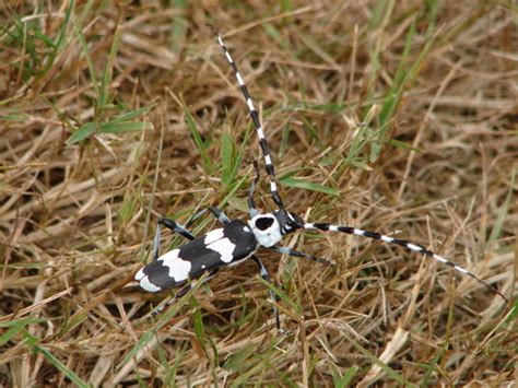 Black & White Striped Bug - Rosalia funebris - BugGuide.Net