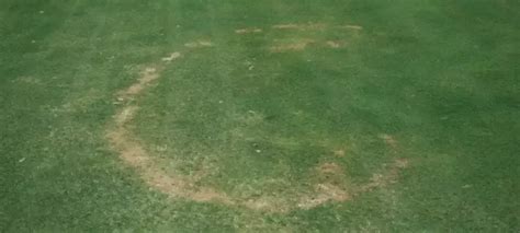 What Is Necrotic Ring Spot And How To Treat It | American Turf & Tree Care