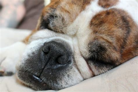 Lethargy in Dogs: Identifying Possible Causes | Canna-Pet