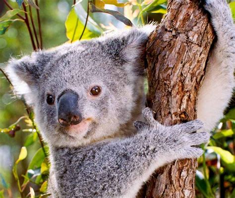 Draft South East Queensland Koala Conservation Strategy 2019-2024