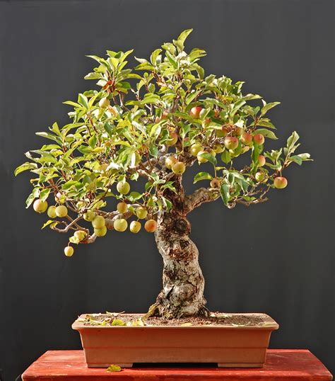 The Best Outdoor Bonsai Tree Type For Your Climate