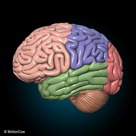 Human Brain Ultimate – MotionCow