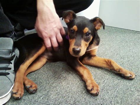 New Puppy! Mix question | Doberman Forum : Doberman Breed Dog Forums