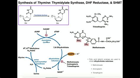 Nucleotide Metabolism | Basics of Thymine Biosynthesis - YouTube