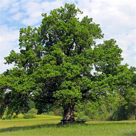 White Oak Trees for Sale - Buying & Growing Guide - Trees.com