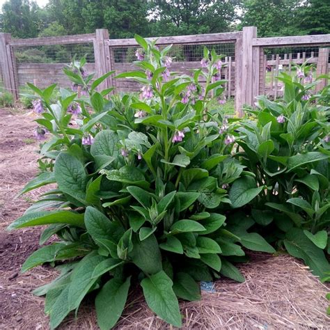 Comfrey Seeds - Symphytum officinale