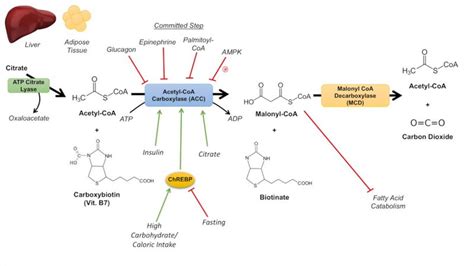 Acetyl Coa Carboxylase Reaction