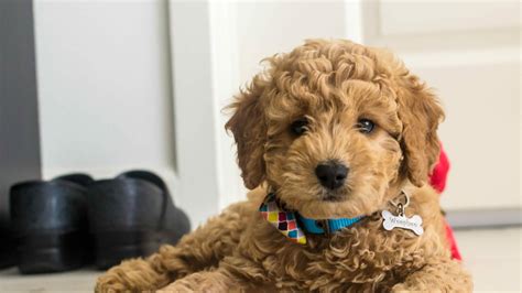 Should you get a Mini Goldendoodle? | Flipboard