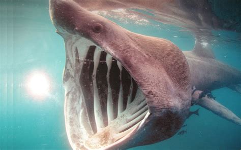 basking_shark | Shark Facts and Information