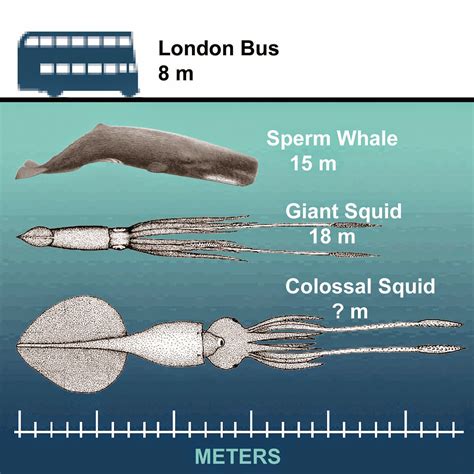 17.Giant,+Colossal+Squids+compared+in+size.jpg (1600×1600) | colossal ...