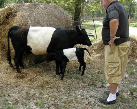 The perfect homestead cow for Minnesota~ The Miniature Belted Galloway ...