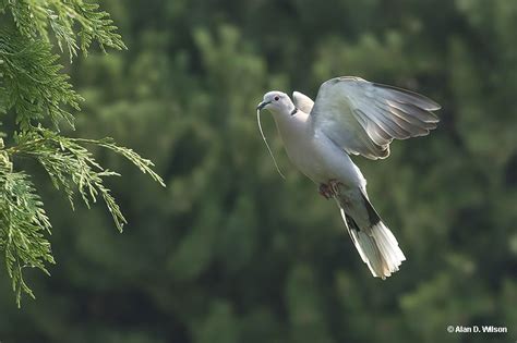 What's The Symbolism and Meaning of a Dove? All We Know