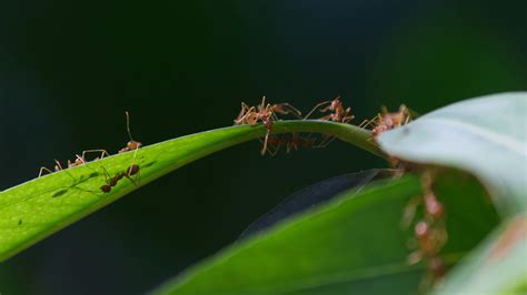 Fire ants could be crossing into New South Wales