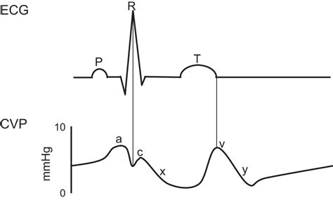 Understanding basic vein physiology and venous blood pressure through ...