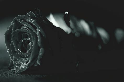 71+ Background Black Rose Images - MyWeb