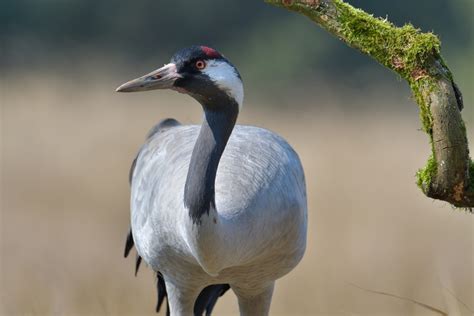 Common crane, Grus grus, Żuraw - Artur Rydzewski