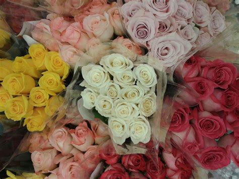 Kroger flowers, aren't they beautiful! | Flowers, All flowers, Rose