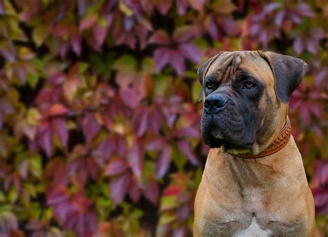 Boerboel (South African Mastiff) Dog Breed Health and Care | PetMD