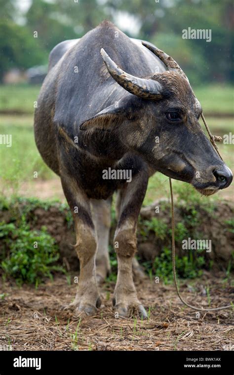 Carabao Buffalo High Resolution Stock Photography and Images - Alamy