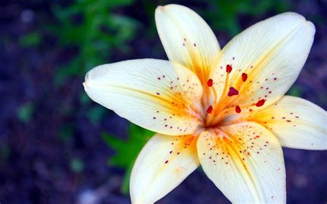 Lily Flower Wallpapers Hd 2560x1600 : Wallpapers13.com