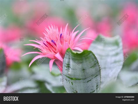 Pink Bromeliad Flower Image & Photo (Free Trial) | Bigstock