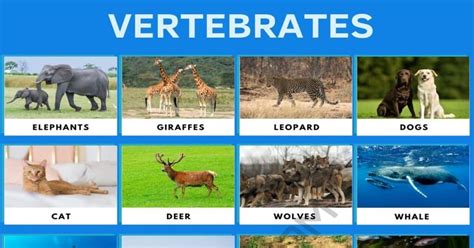 Vertebrates | List of Vertebrate Animals with Interesting Facts • 7ESL