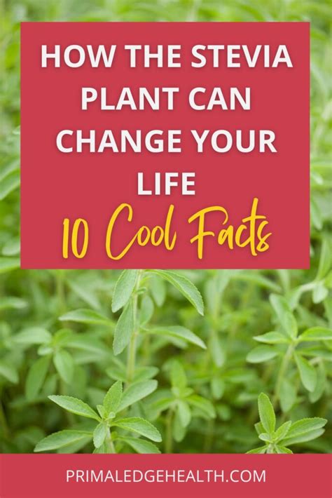 How the Stevia Plant Can Change Your Life: 10 Cool Facts