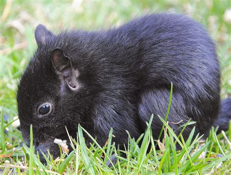 Camera on King & Aurora : Baby Black Squirrel saga