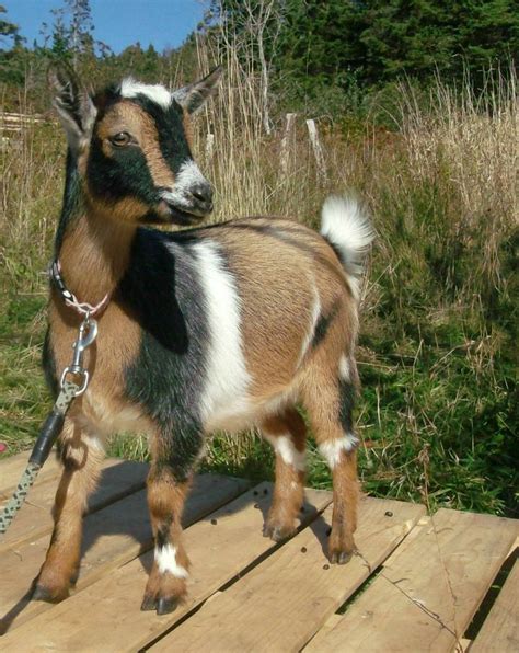 Pin su baby goats