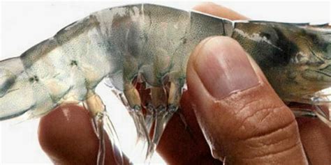 Indian, Mexican shrimp broodstock JV kicks off first sales | IntraFish.com