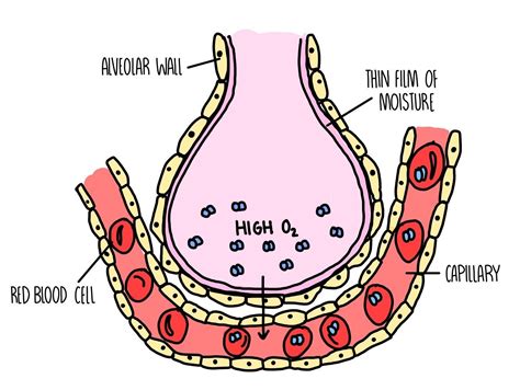 Alveoli And Capillaries Gas Exchange