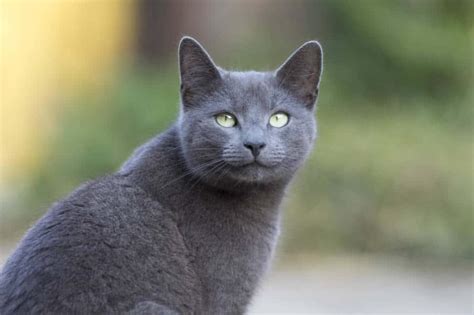 Cat Breeds Grey at ganttejjteriblog Blog