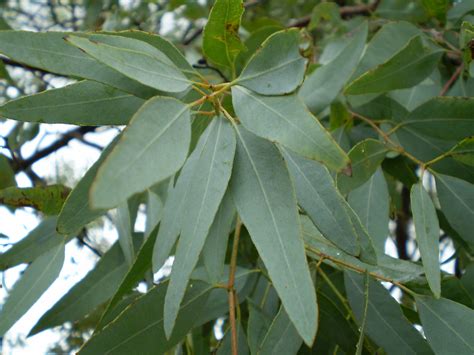 Eucalyptus Tree Leaves Images & Pictures - Becuo