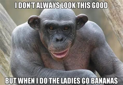 Monkey Memes - 20+ Funny Images Relatable To Life | Monkey memes ...