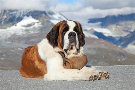 The 7 most famous dogs in the world: do you know all these canine ...