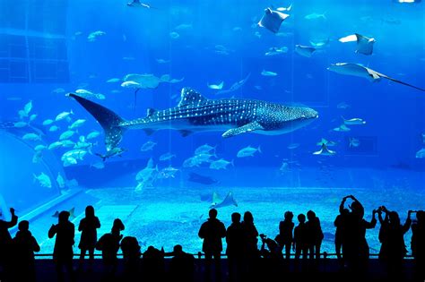 Georgia Aquarium in Atlanta - One of the World’s Largest Aquariums – Go ...