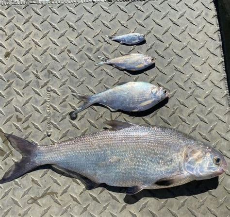 Types of Shad: Identification & Behavior - USAngler