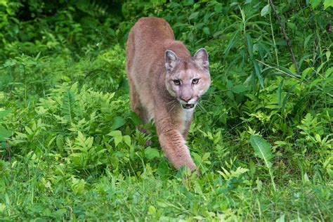 photoscope: Mountain Lion,or Cougar in natural habitat 2014