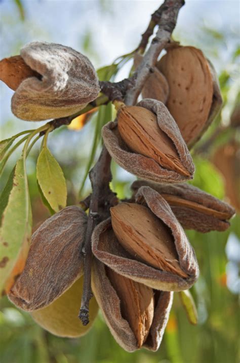 Raj Garden Plants Almond Desi - Badam Live Plant - Trust The Herb