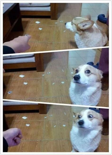 29 Adorable Guilty Dogs Who Always Get Away With Everything