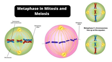 Metaphase in Mitosis and Meiosis – Metaphase 1 and Metaphase 2 - YouTube