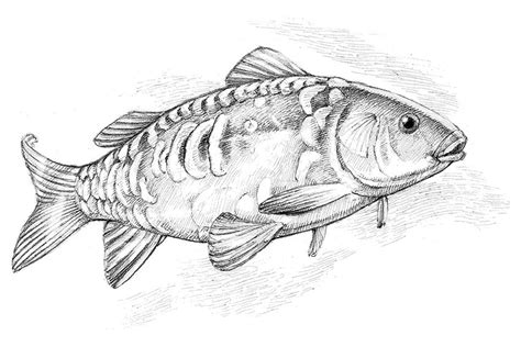 Fish Drawings, Realistic Drawings, Tattoo Drawings, Fish Coloring Page ...