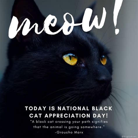 national black cat appreciation day. cat. cats. kitten. kittens. black ...