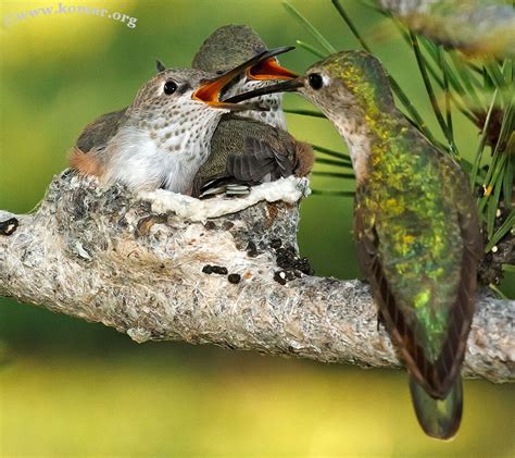 Baby Hummingbird Nest – Advgrrl Motorcycle Adventures by Leslie