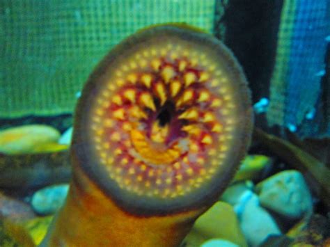 Creation Essences: Sea Lamprey Invasive Species (Petromyzon marinus)